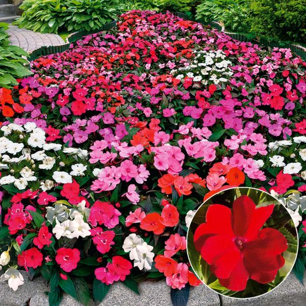 Sonnen-Impatiens 'Sunny Love' Fire