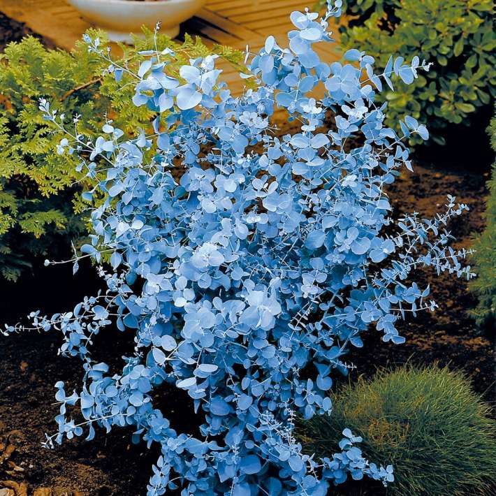 Eucalyptus Busch (Eucalyptus gunnii) kaufen | Ahrens+Sieberz