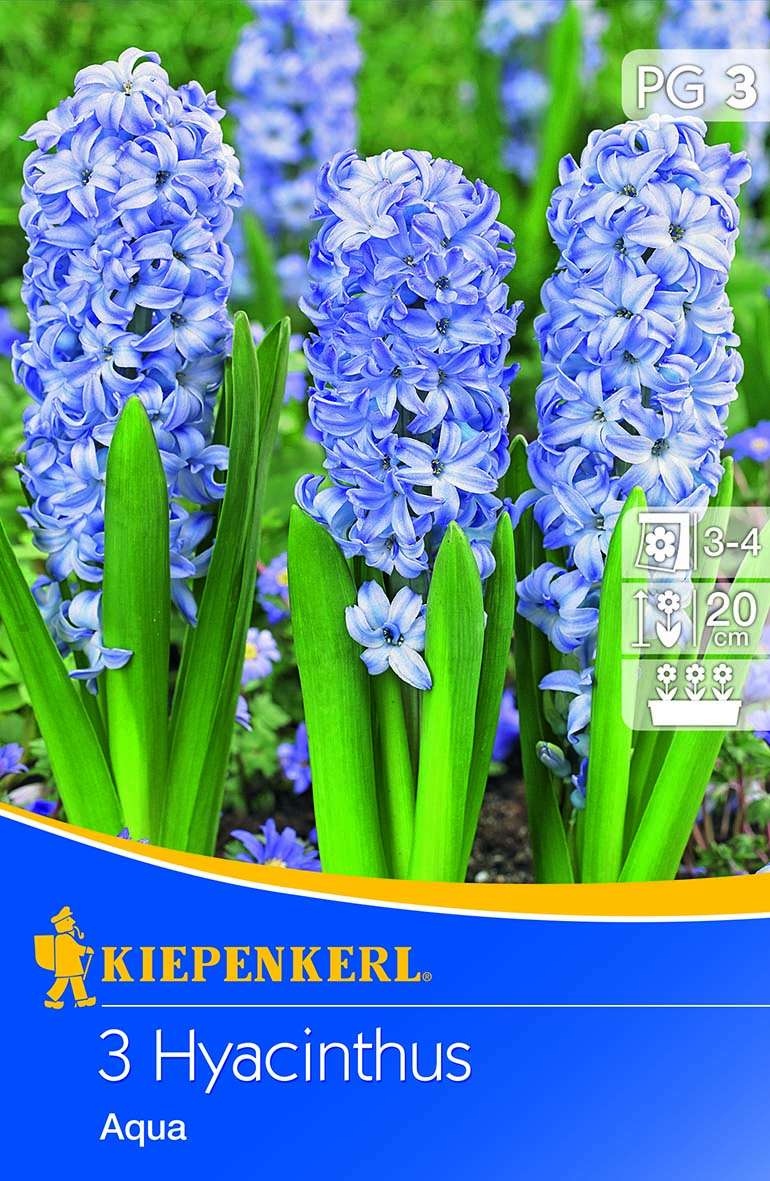 Hyazinthe Aqua Hyazinthen Blumenzwiebeln Ahrens+Sieberz