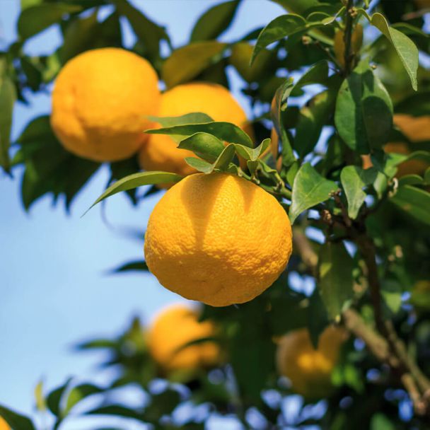 Zitruspflanze Yuzu (Stämmchen) kaufen Ahrens+Sieberz