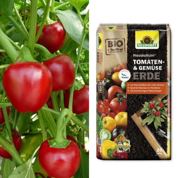 Mini-Paprika 'Füllmich' + Erde (Sparangebot)