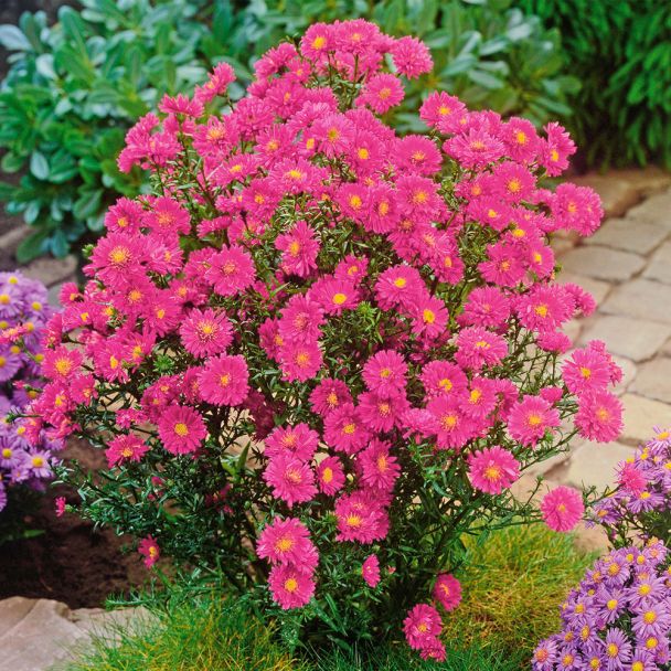 Kissen-Aster rosa