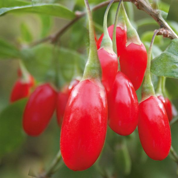 Goji BigLifeberry®