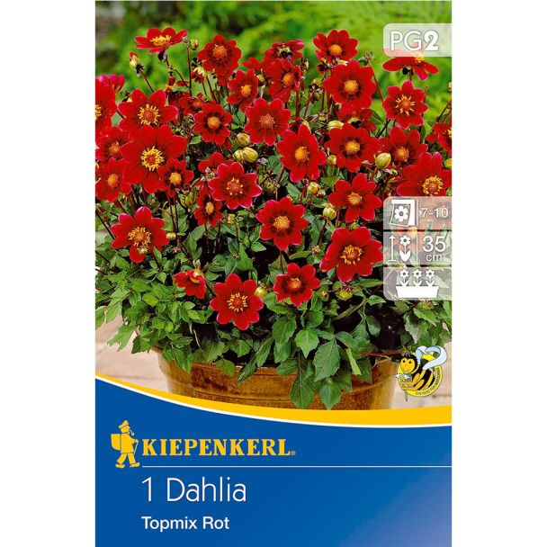 Dahlie Topmix Rot