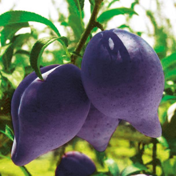 'Sharky's Plum®' Black - Die Haizahn-Pflaume