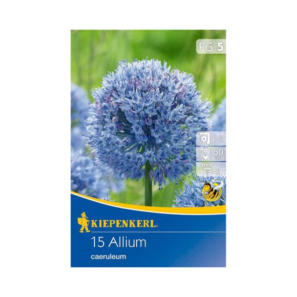 Zierlauch 'Allium caeruleum'