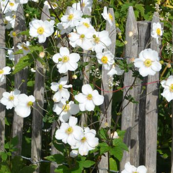 Weiße Herbst-Anemone XL
