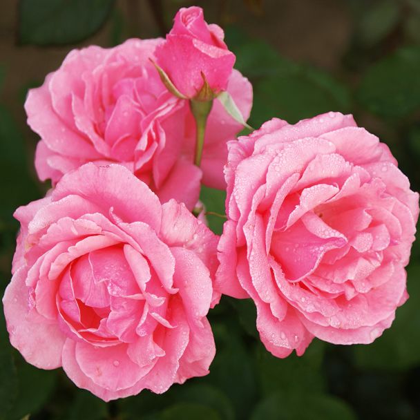 Beetrose 'The Queen Elizabeth Rose®', Container