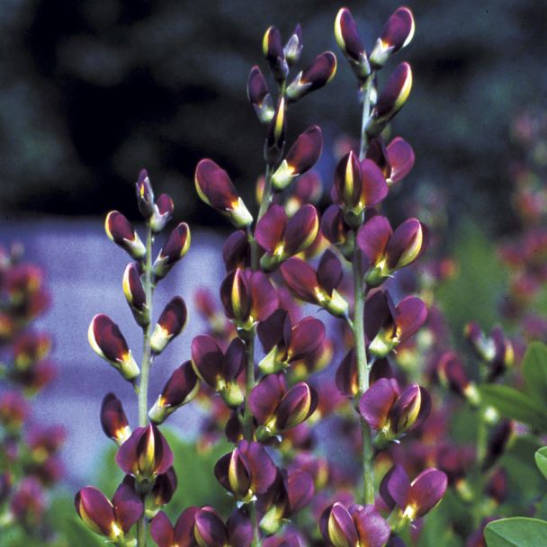 Dunkelviolette Indigolupine