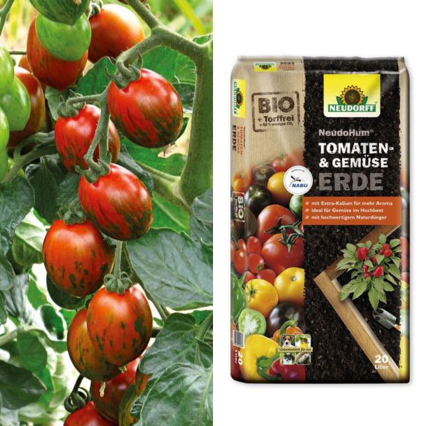 Gestreifte Cocktail-Tomate 'My Love' F1 + Erde (Sparangebot)