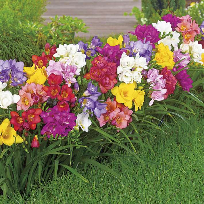 Gefllte Duft-Freesien | Blumenzwiebel - Mischungen | Blumenzwiebeln |  Ahrens+Sieberz - Pflanzenversand & Gartenbedarf
