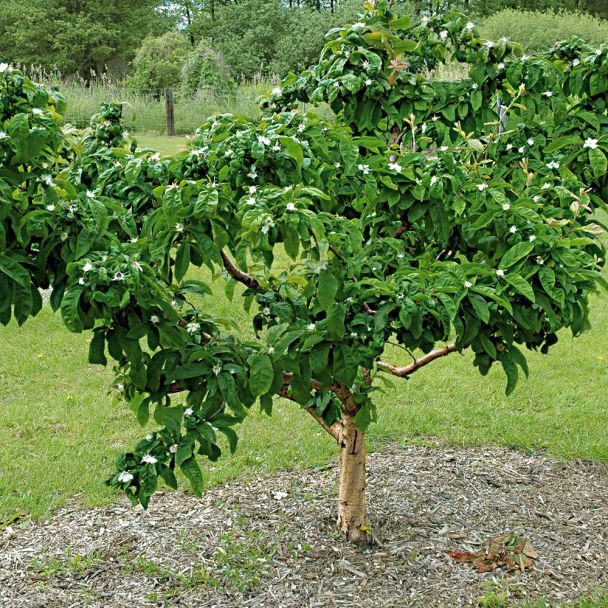 Pfälzer Frucht-Mandel 'Palatina'