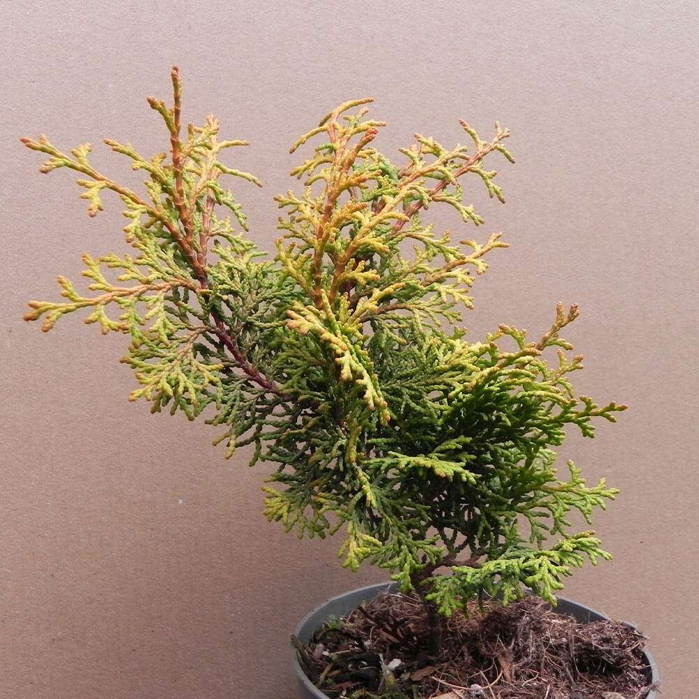 gold bonsai Nana Golden Dwarf Japanese Yew