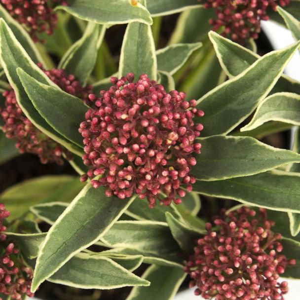 Skimmia japonica 'Mystic Marlot®’