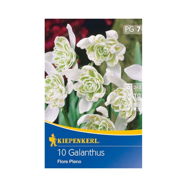 Gefülltes Schneeglöckchen `Flore Pleno`
