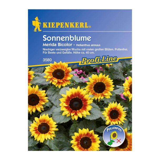 Sonnenblume 'Merida Bicolor'