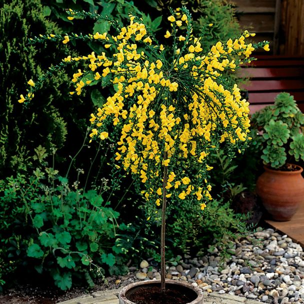 Edelginster Golden Tears
