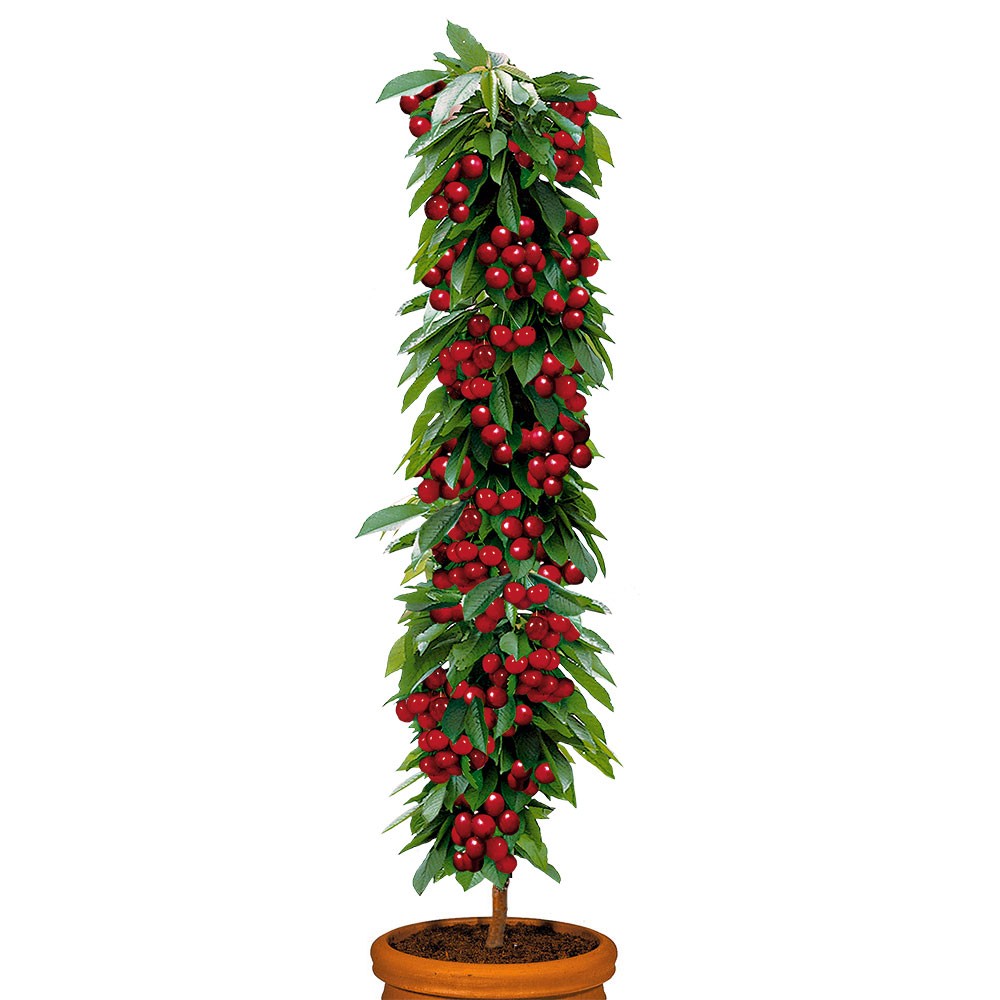 Säulenobstbaum Sauerkirsche 'Rubina', zweijährig | Säulen-Obstgehölze |  Kirschen | Obst | Ahrens+Sieberz - Pflanzenversand & Gartenbedarf