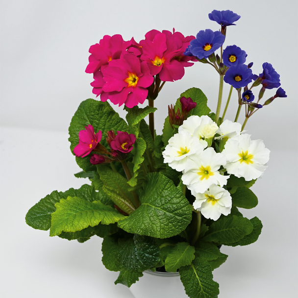 Stielprimel Trio (Pink, Blau, Weiß)
