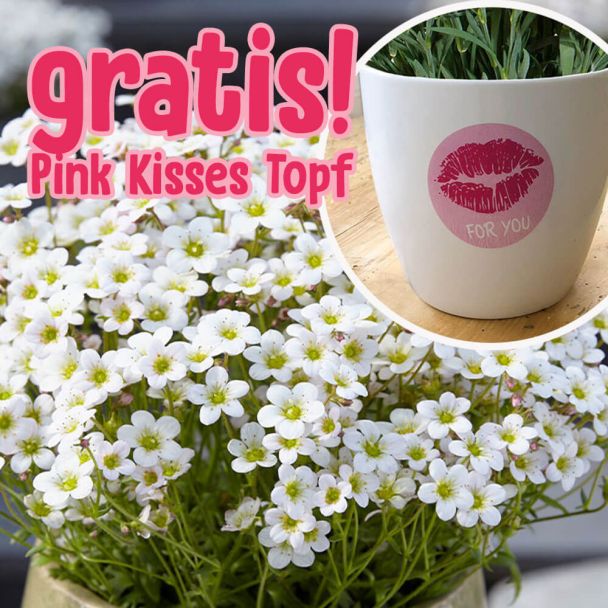 BIO Pixi Pan – Der weiße Tausendblüher