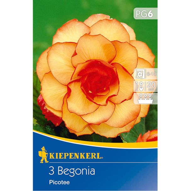 Begonien Picotee