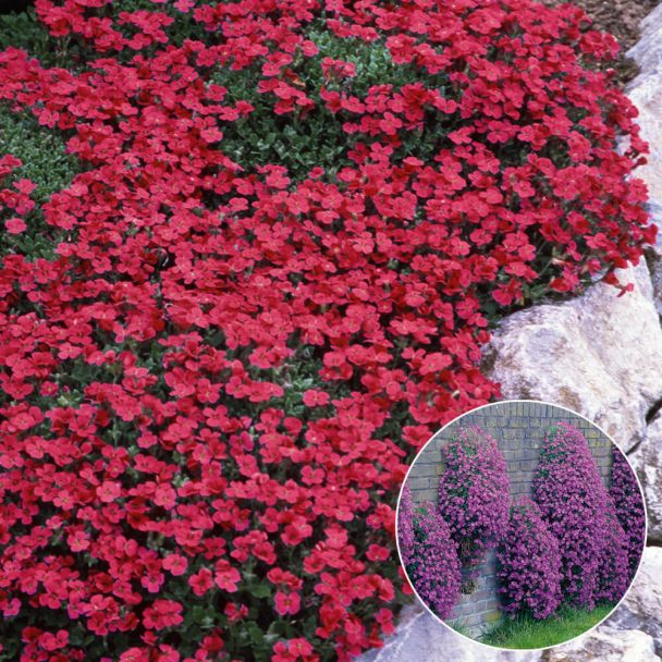 Blaukissen rot