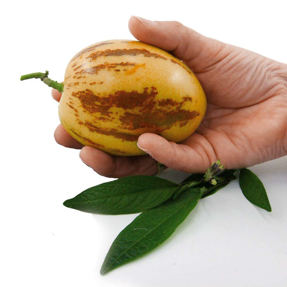 Balkon-Honig-Melone 'Pepino-Gold' | Raritten | Obst | Ahrens+Sieberz -  Pflanzenversand & Gartenbedarf