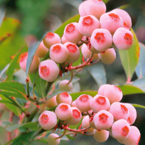 Heidelbeere Pink Bonbons