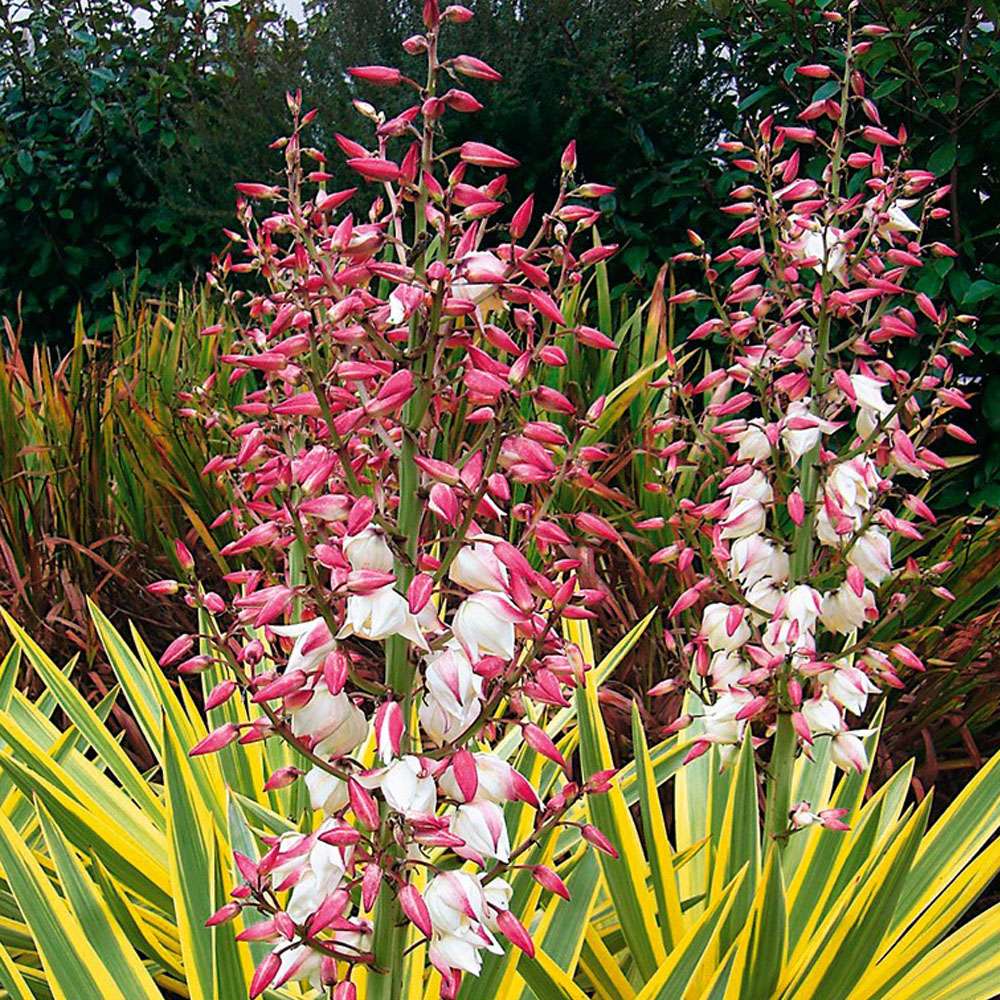 Palmlilie 'Bright Edge' kaufen | Ahrens+Sieberz - Pflanzenversand &  Gartenbedarf