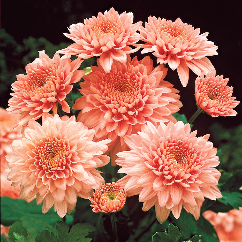 Garten-Chrysanthemen \'Shippi Apricot\' | Stauden - hoch | Blühstauden |  Stauden | Ahrens+Sieberz - Pflanzenversand & Gartenbedarf