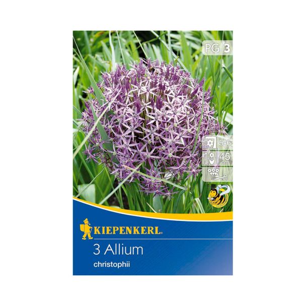 Sternkugellauch
