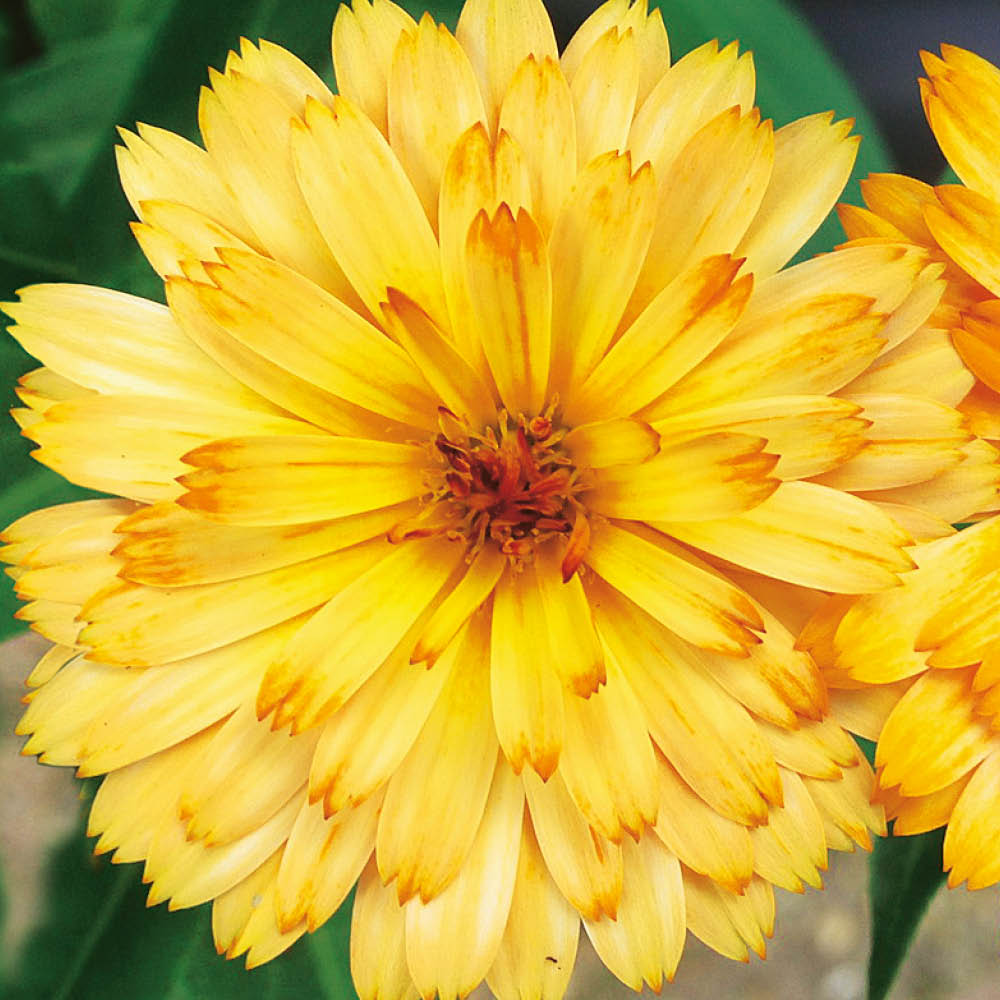Winterharte Ringelblume Winter Wonders® 'Amber Arctic' Stauden
