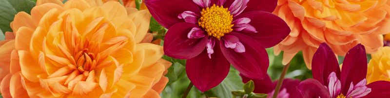 Blumenzwiebeln kaufen | Ahrens+Sieberz - Pflanzenversand & Gartenbedarf