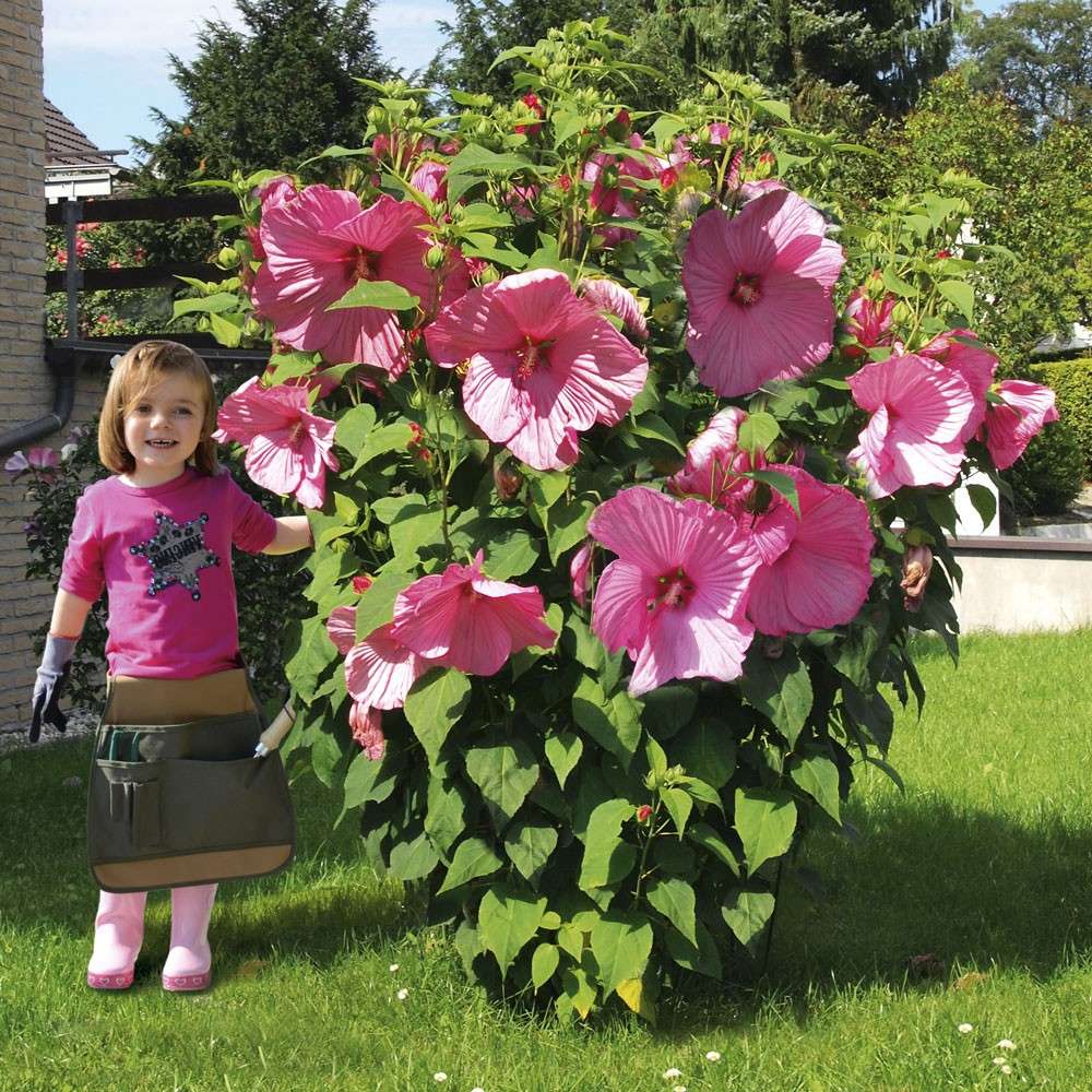 Riesen-Stauden-Hibiskus Kopper King kaufen | Ahrens+Sieberz -  Pflanzenversand & Gartenbedarf