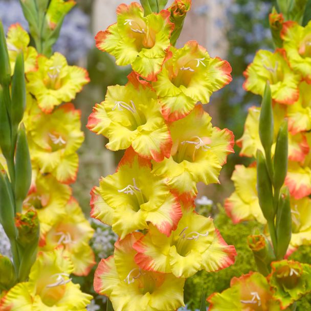 Gladiole Joena