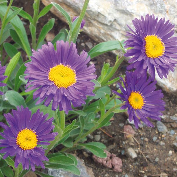 Alpen-Aster