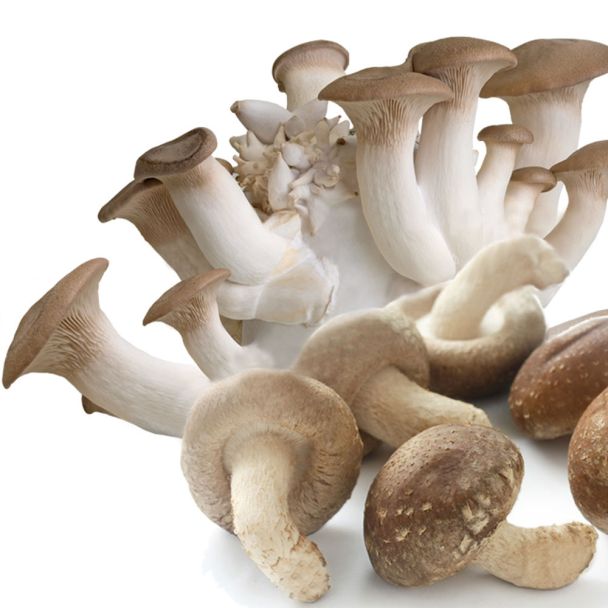 Bio- Edel-Pilzmix 'Shiitake + Kräuterseitling'