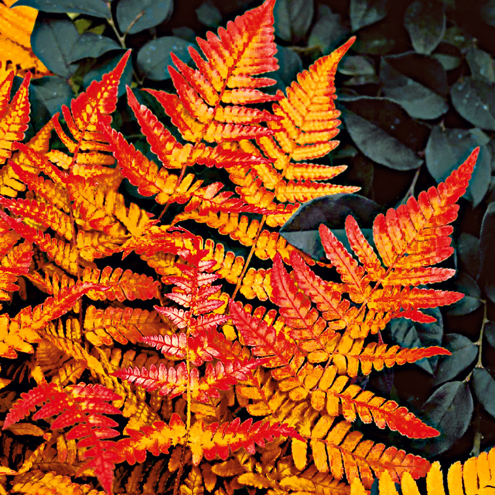 Schmuckfarn 'Brilliance' | Raritten | Ziergrser & Raritten | Stauden |  Ahrens+Sieberz - Pflanzenversand & Gartenbedarf