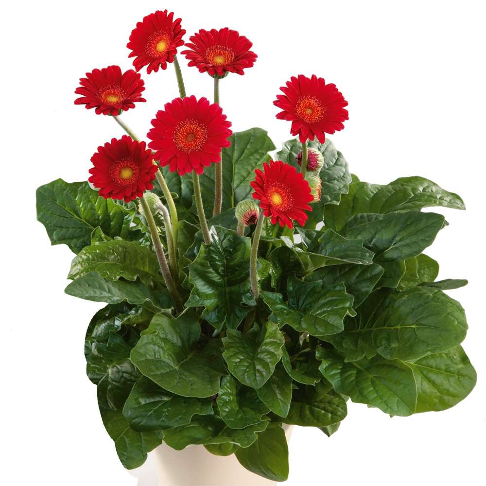 Winterharte Gerbera 'Garvinea' (Gelb, Rosa, Rot, Wei) kaufen |  Ahrens+Sieberz - Pflanzenversand & Gartenbedarf