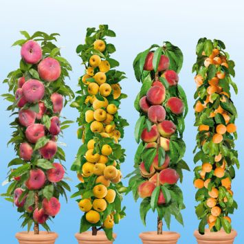 Aprikosenbaum und Mirabellenbaum (Säulenobst) kaufen Ahrens+Sieberz