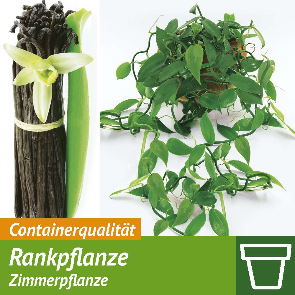zimmerpflanzen gegen motten Schlupfwespen gegen Lebensmittelmotten kaufen – Plantura main image 1