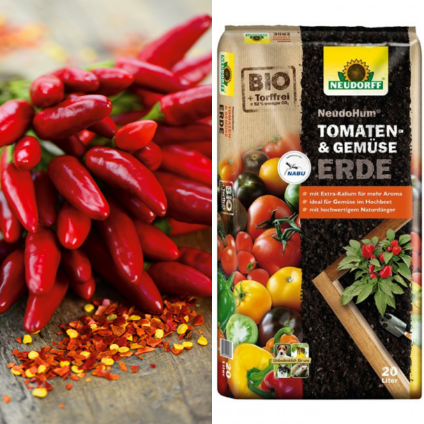 Hot Chili Red + Erde (Sparangebot)
