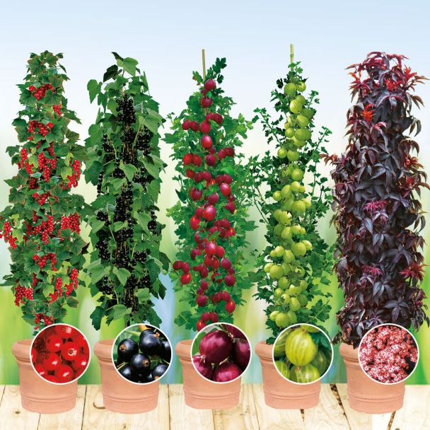 Set-Preis: Beeren-Paket 1