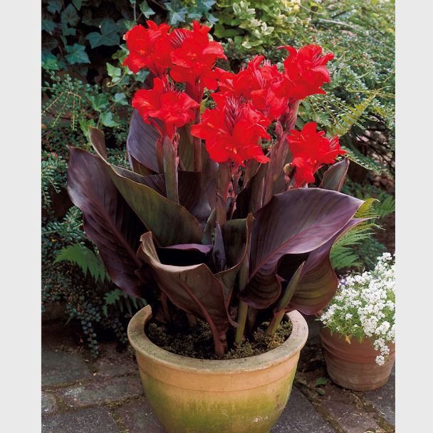 Canna, E. Neubert - Blumenzwiebel