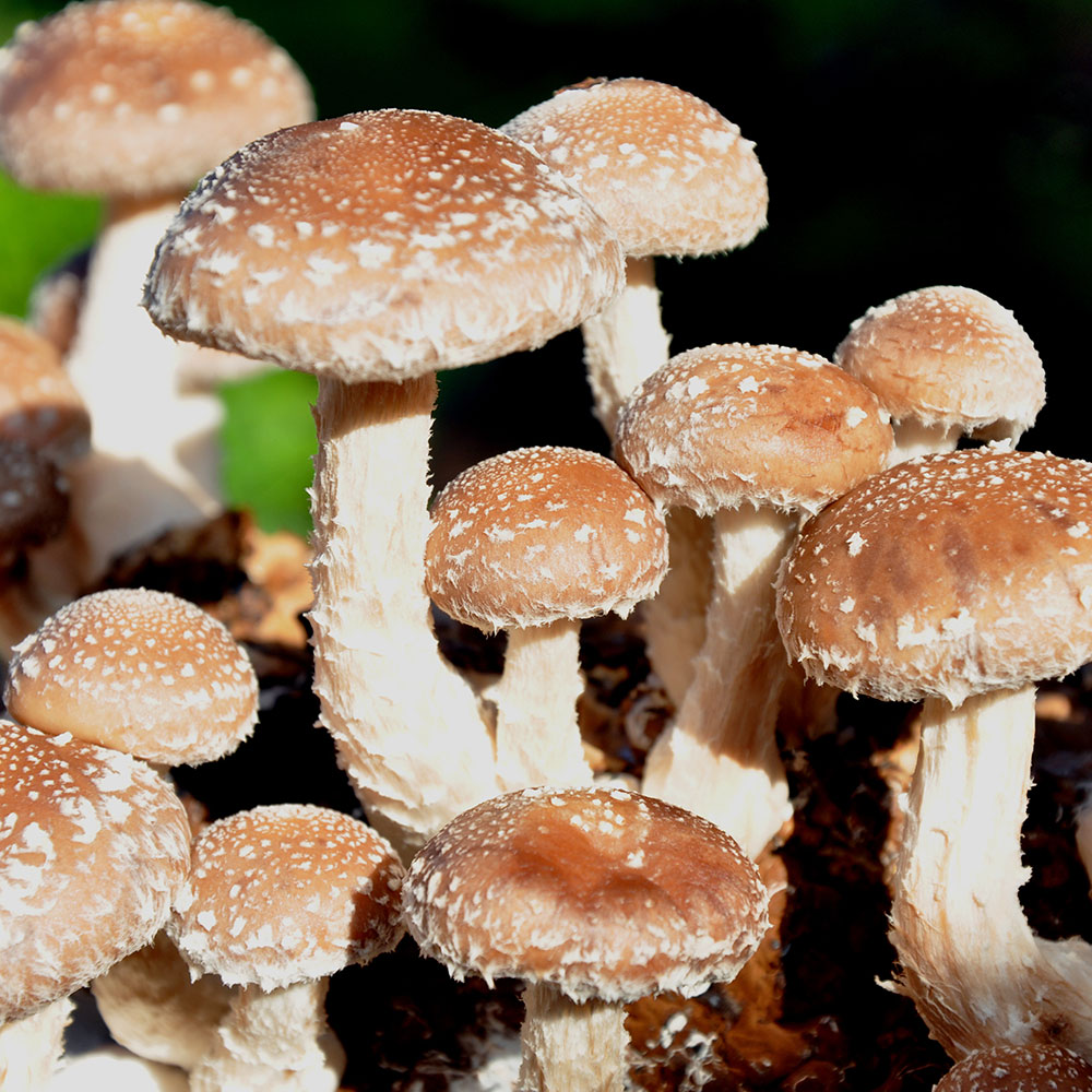 &amp;#39;Shiitake&amp;#39; Pilz-Fertigkultur | Pilz-Fertigkulturen | Pilze | Gemüse ...