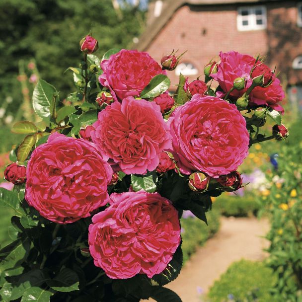 Edelrose 'Soul'
