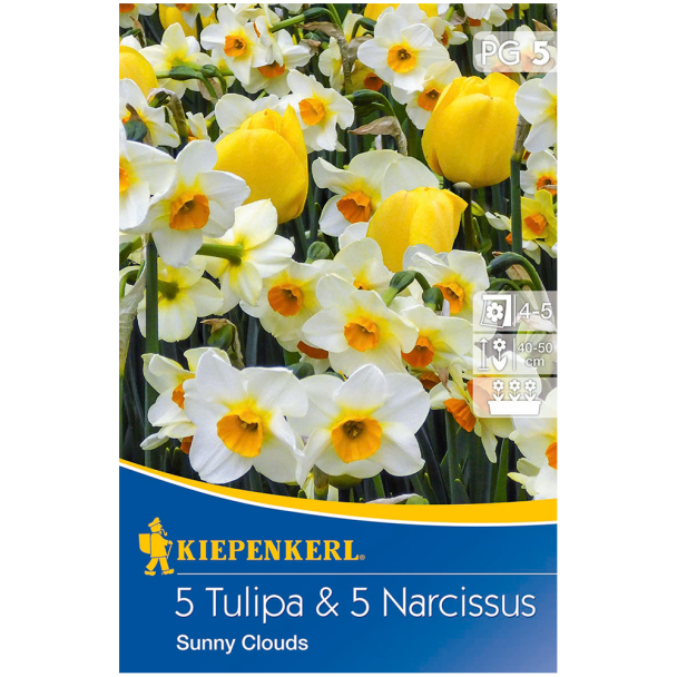 Tulipa und Narcissus-Mix Sunny Clouds