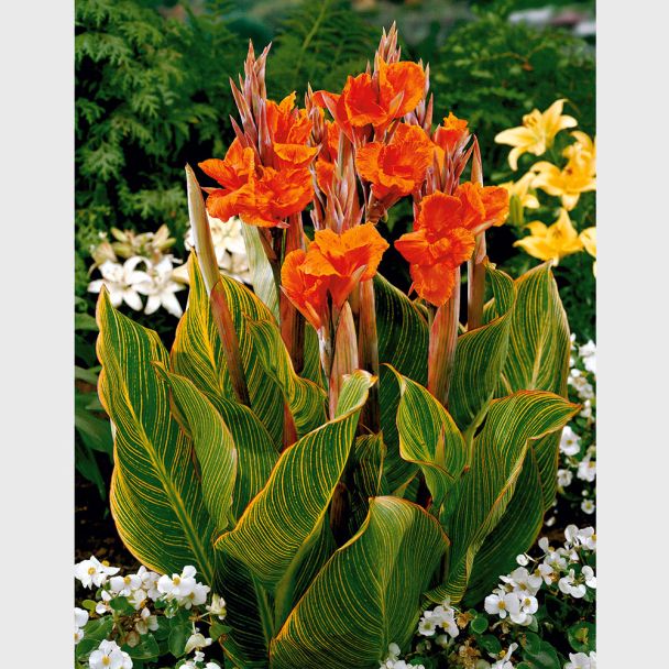 Canna, Goldader - Blumenzwiebel