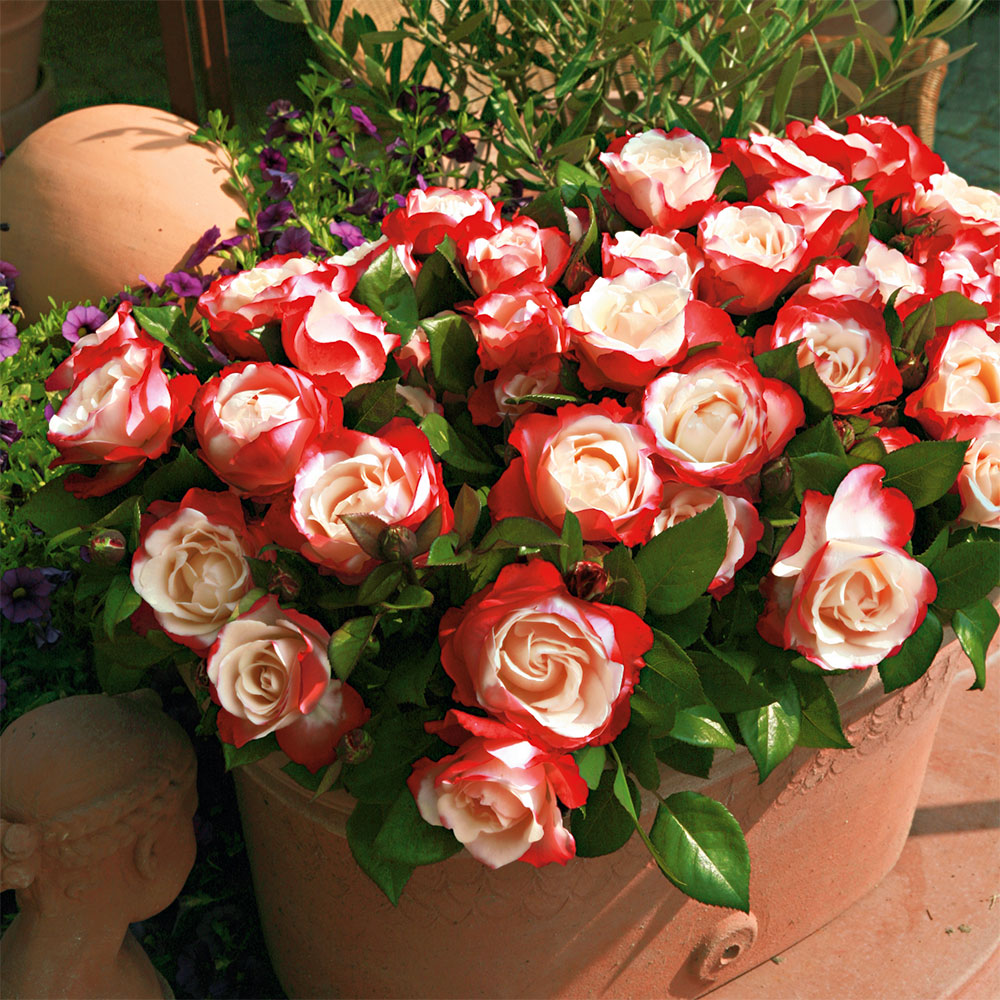 Seidenblumen 10 x Rose Rosenköpfe  kirschfarben  Kunstblumen