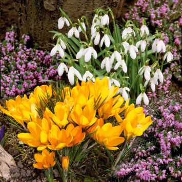 Schneeglöckchen und gelbe Krokusse (45er Set)